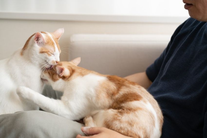 ほぼキャットモデル。沖縄兄弟ネコ・ちくわ&もなか - 17枚目の画像
