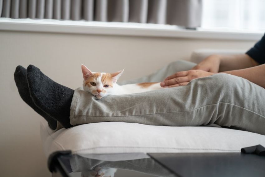 ほぼキャットモデル。沖縄兄弟ネコ・ちくわ&もなか - 14枚目の画像