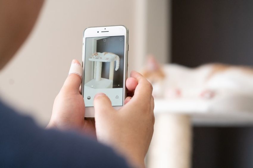 ほぼキャットモデル。沖縄兄弟ネコ・ちくわ&もなか - 13枚目の画像