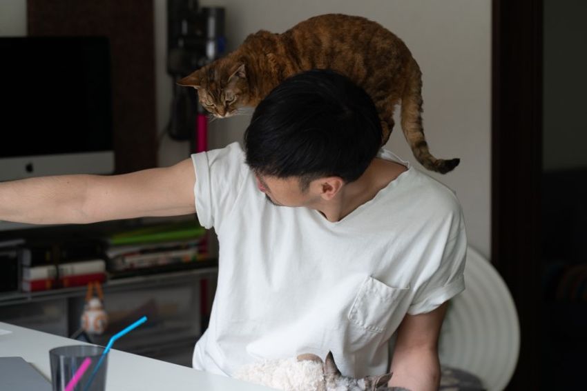 デボンレックスの歌姫ネコと王子様ネコ・メロウ&シモン - 15枚目の画像