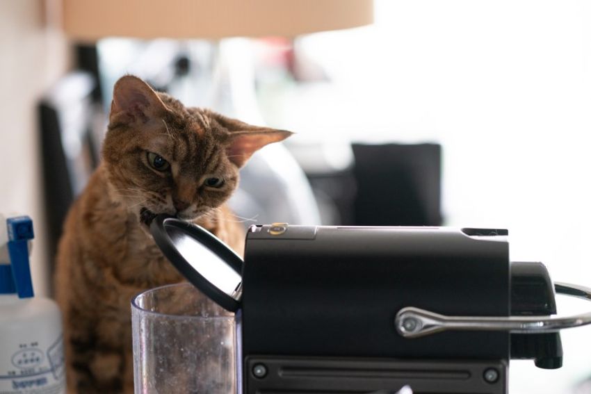 デボンレックスの歌姫ネコと王子様ネコ・メロウ&シモン - 7枚目の画像