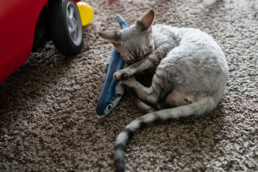 デボンレックスの歌姫ネコと王子様ネコ・メロウ&シモン - 9枚目の画像