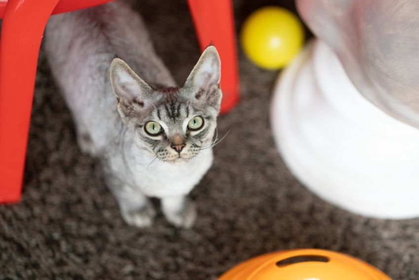 デボンレックスの歌姫ネコと王子様ネコ・メロウ&シモン - 2枚目の画像