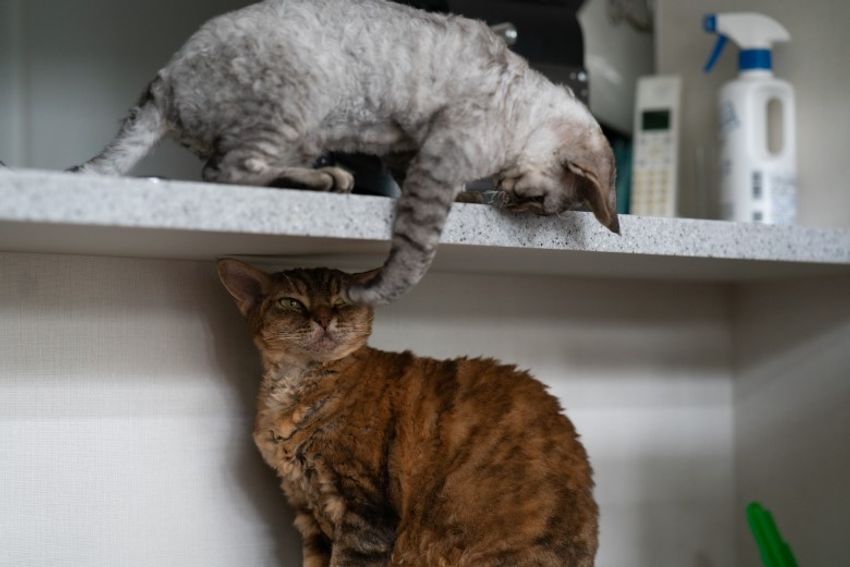 デボンレックスの歌姫ネコと王子様ネコ・メロウ&シモン - 23枚目の画像