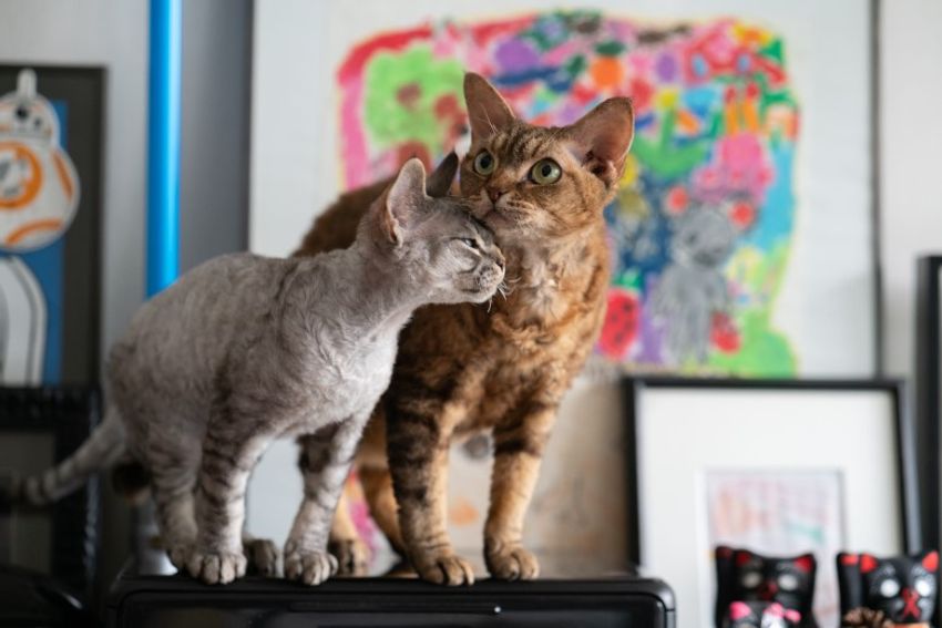 デボンレックスの歌姫ネコと王子様ネコ・メロウ&シモン - 22枚目の画像