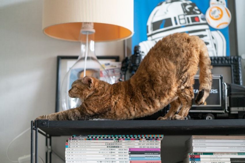 デボンレックスの歌姫ネコと王子様ネコ・メロウ&シモン - 5枚目の画像