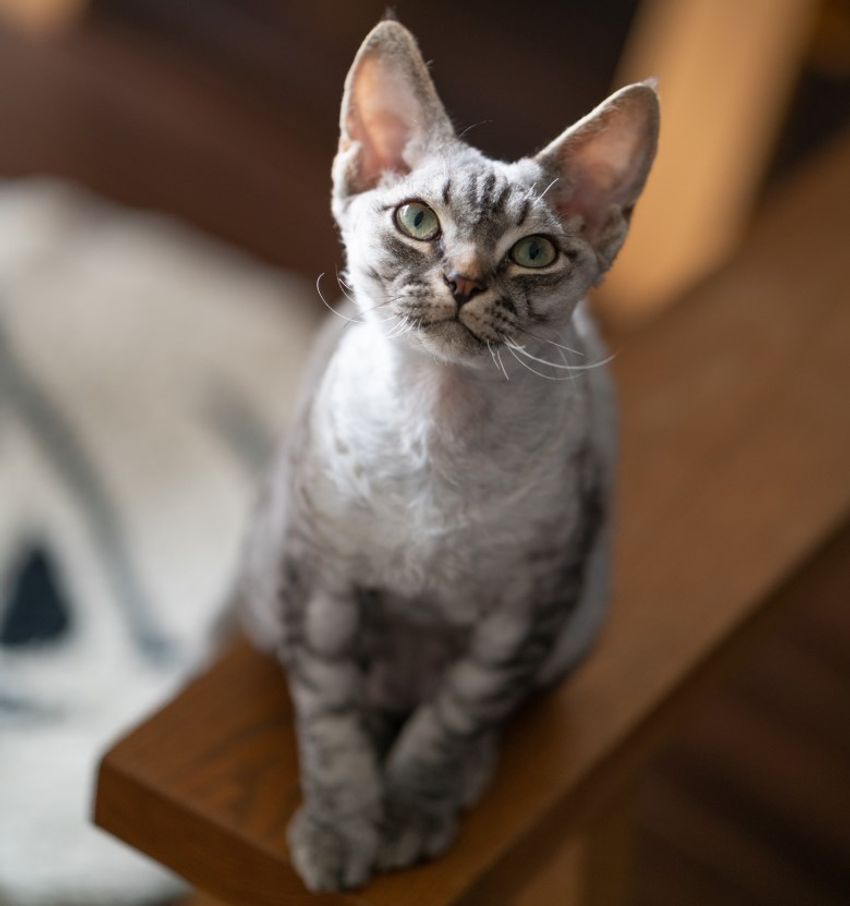 デボンレックスの歌姫ネコと王子様ネコ・メロウ&シモン - 11枚目の画像