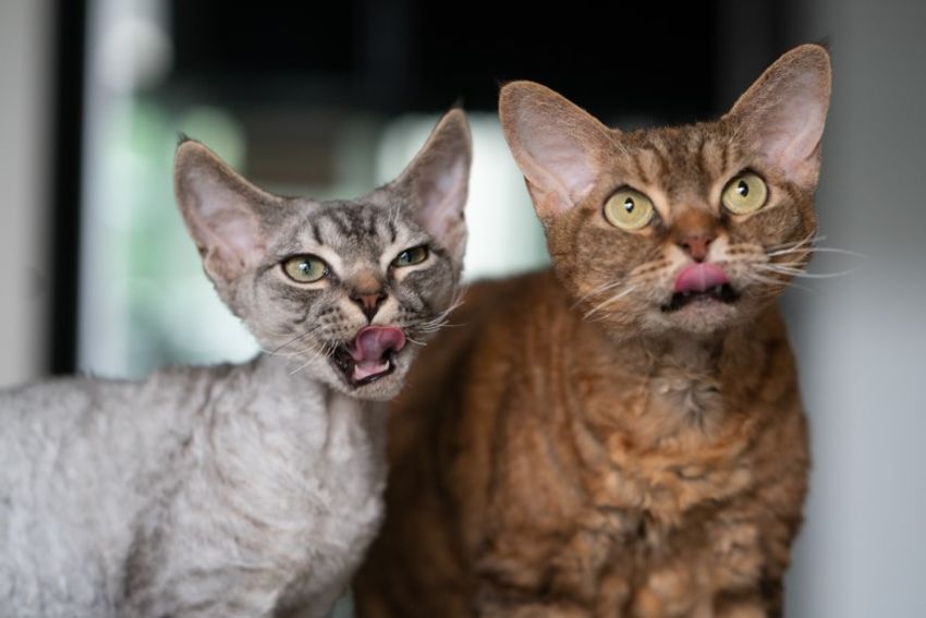 デボンレックスの歌姫ネコと王子様ネコ・メロウ&シモン - 3枚目の画像