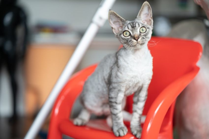 デボンレックスの歌姫ネコと王子様ネコ・メロウ&シモン - 8枚目の画像