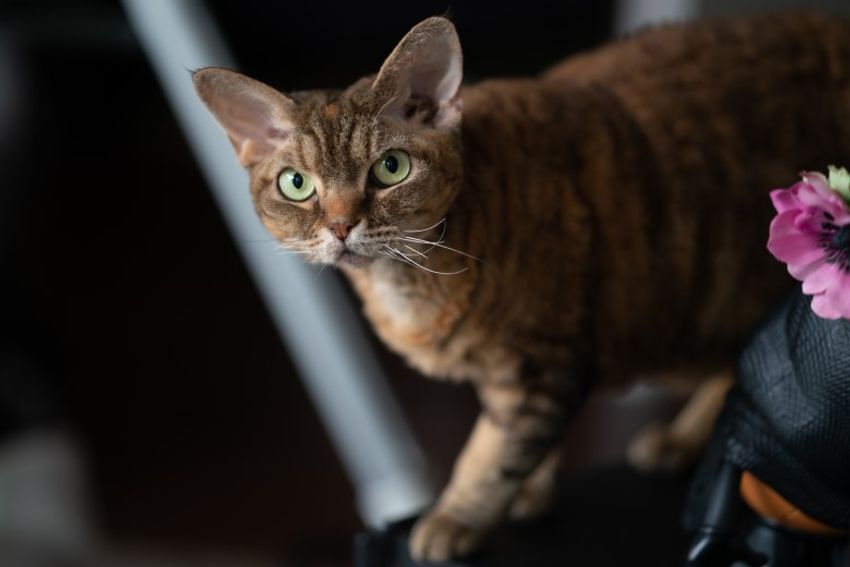 デボンレックスの歌姫ネコと王子様ネコ・メロウ&シモン - 6枚目の画像