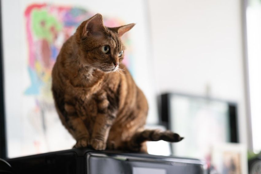 デボンレックスの歌姫ネコと王子様ネコ・メロウ&シモン - 4枚目の画像