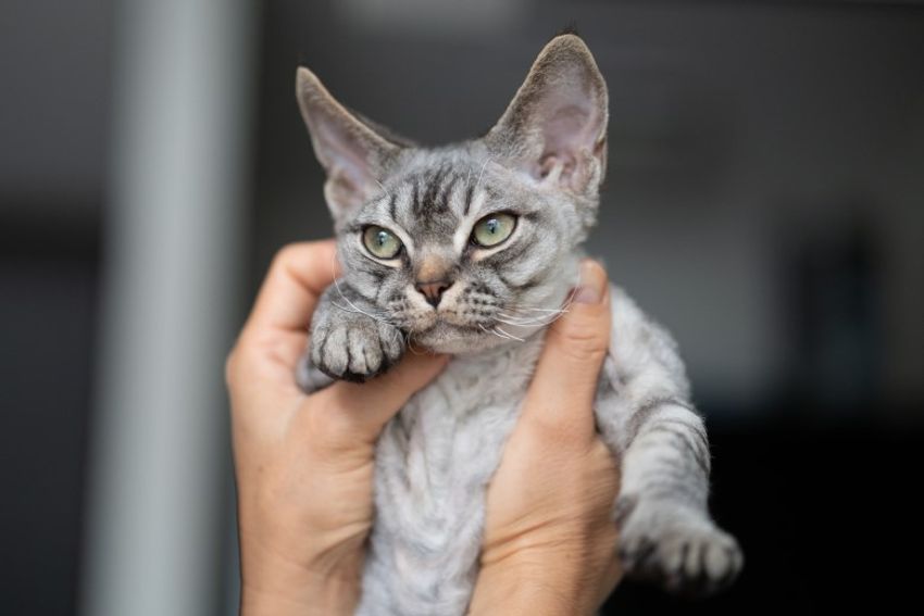 デボンレックスの歌姫ネコと王子様ネコ・メロウ&シモン - 10枚目の画像