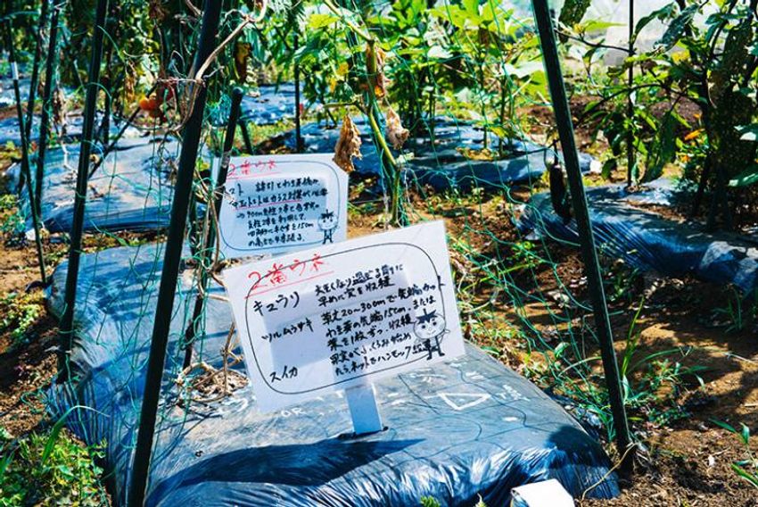 知識ゼロ・手ぶらでOK。月1万円以内でオーガニック畑を手に入れる方法 - 6枚目の画像