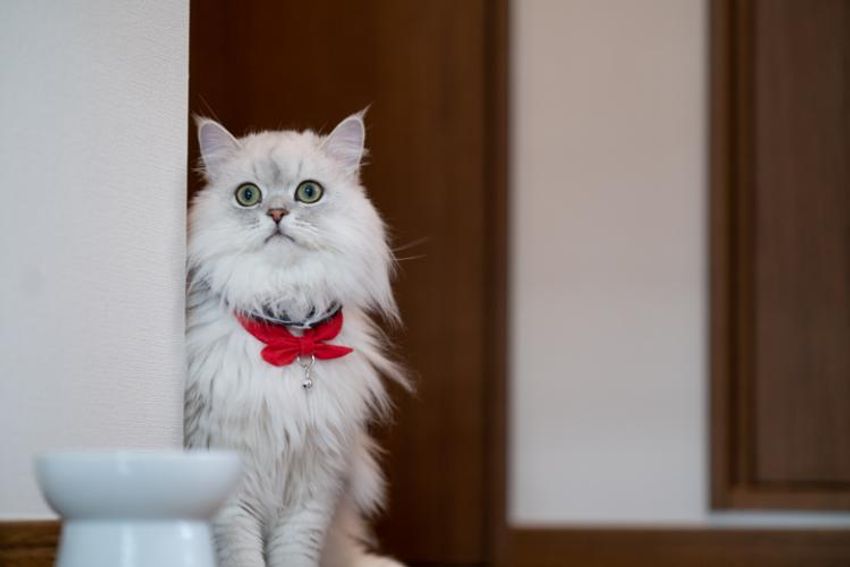 スタイを着こなすシャレネコ・フレンとミルフィ - 4枚目の画像