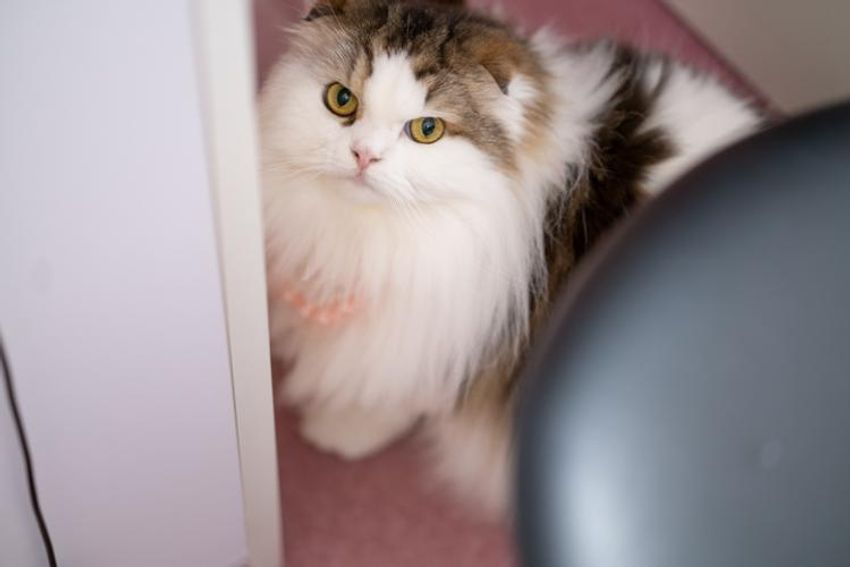 スタイを着こなすシャレネコ・フレンとミルフィ - 6枚目の画像