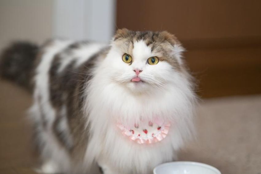 スタイを着こなすシャレネコ・フレンとミルフィ - 11枚目の画像