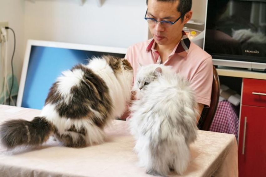 スタイを着こなすシャレネコ・フレンとミルフィ - 9枚目の画像