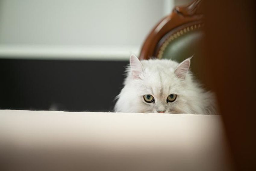 スタイを着こなすシャレネコ・フレンとミルフィ - 3枚目の画像