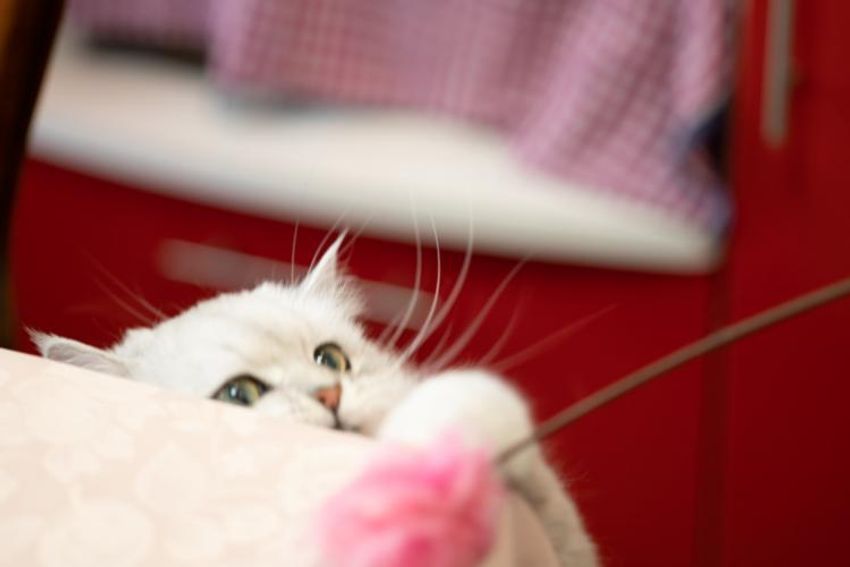 スタイを着こなすシャレネコ・フレンとミルフィ - 7枚目の画像