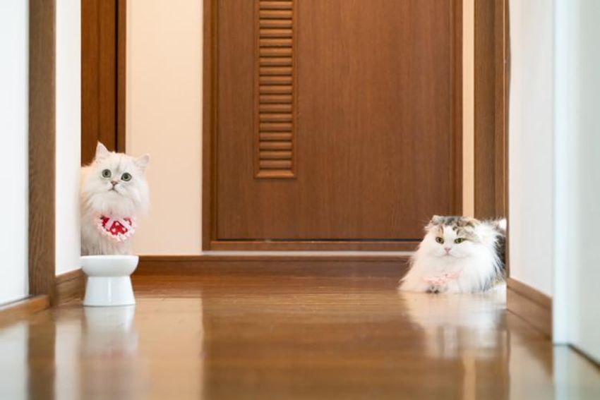 スタイを着こなすシャレネコ・フレンとミルフィ - 8枚目の画像