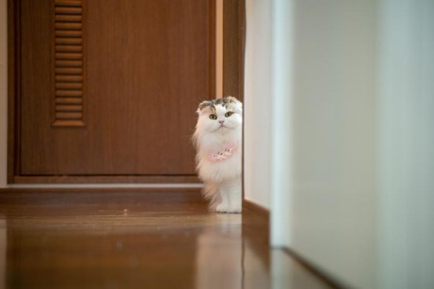 スタイを着こなすシャレネコ・フレンとミルフィ - 2枚目の画像