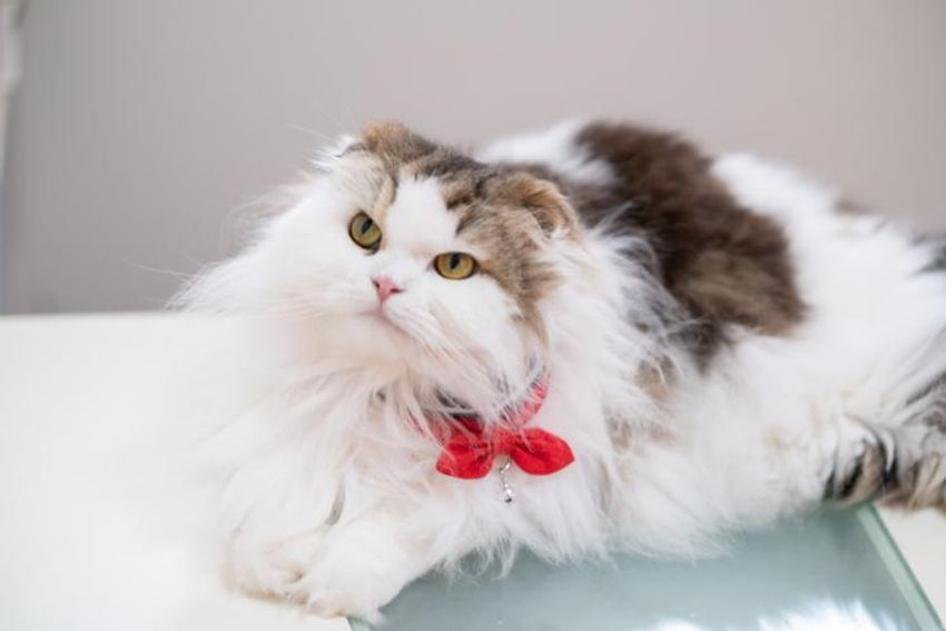 スタイを着こなすシャレネコ・フレンとミルフィ - 5枚目の画像