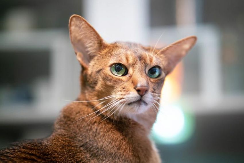 オッサンだってネコが好き！オーシャンズ「ネコ・オブ・ザ・イヤー」中間発表① - 4枚目の画像