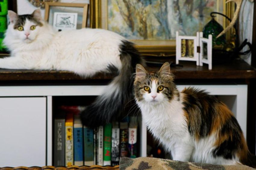 オッサンだってネコが好き！オーシャンズ「ネコ・オブ・ザ・イヤー」中間発表① - 2枚目の画像