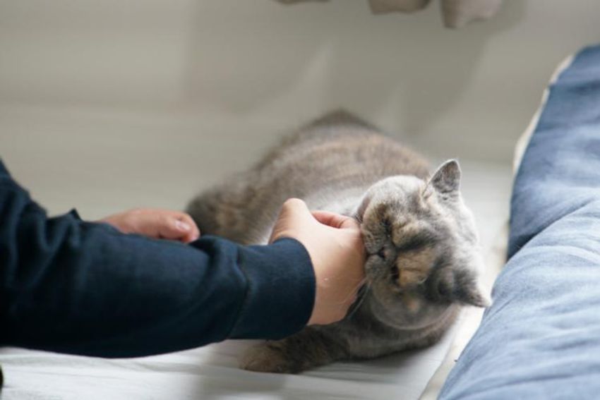 オッサンだってネコが好き！オーシャンズ「ネコ・オブ・ザ・イヤー」中間発表① - 6枚目の画像