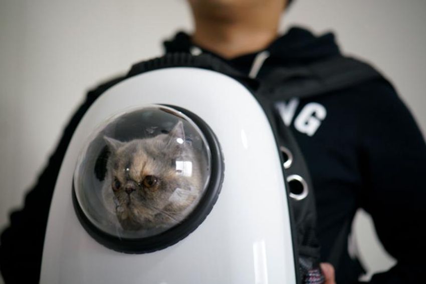 オッサンだってネコが好き！オーシャンズ「ネコ・オブ・ザ・イヤー」中間発表① - 5枚目の画像