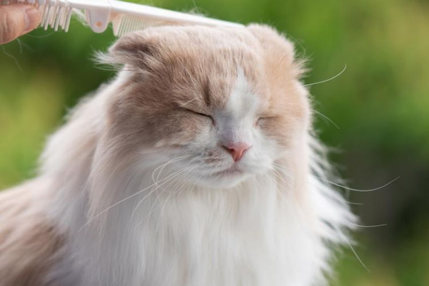 オッサンだってネコが好き！オーシャンズ「ネコ・オブ・ザ・イヤー」中間発表① - 8枚目の画像