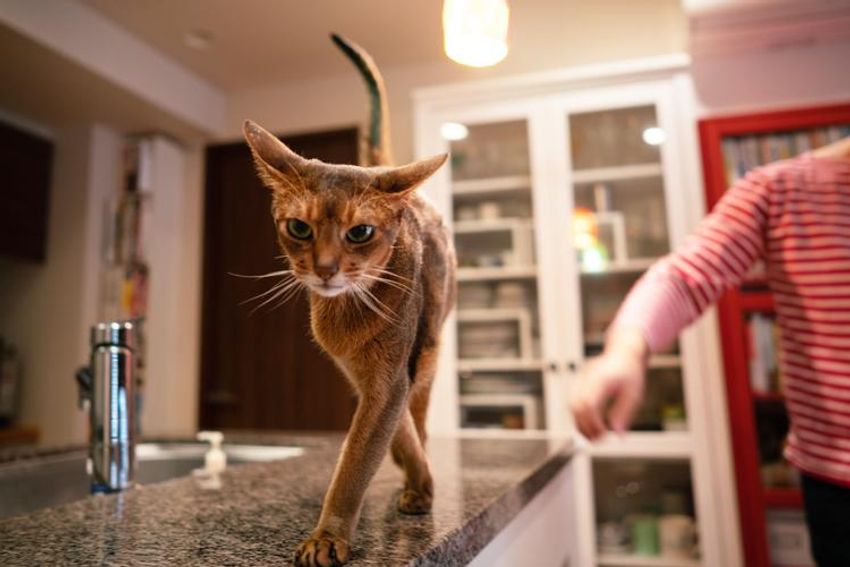 オッサンだってネコが好き！オーシャンズ「ネコ・オブ・ザ・イヤー」中間発表① - 3枚目の画像