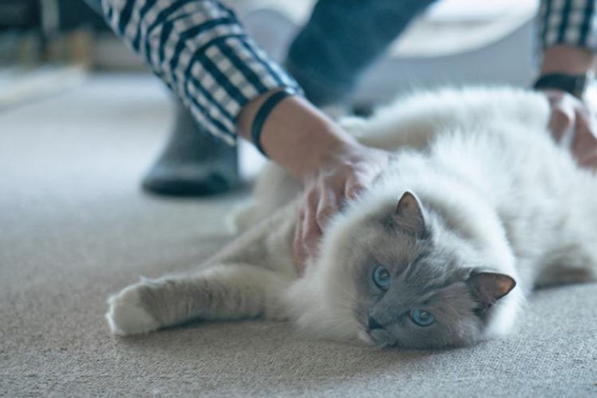 オッサンだってネコが好き！オーシャンズ「ネコ・オブ・ザ・イヤー」中間発表② - 6枚目の画像