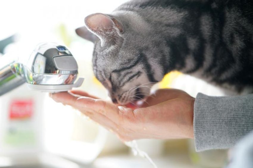 オッサンだってネコが好き！オーシャンズ「ネコ・オブ・ザ・イヤー」中間発表② - 4枚目の画像