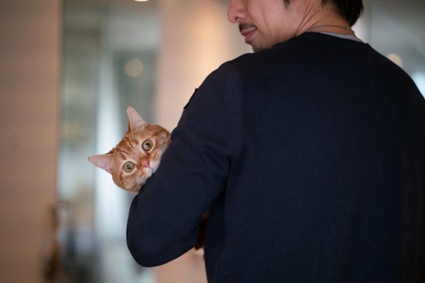 オッサンだってネコが好き！オーシャンズ「ネコ・オブ・ザ・イヤー」中間発表② - 7枚目の画像