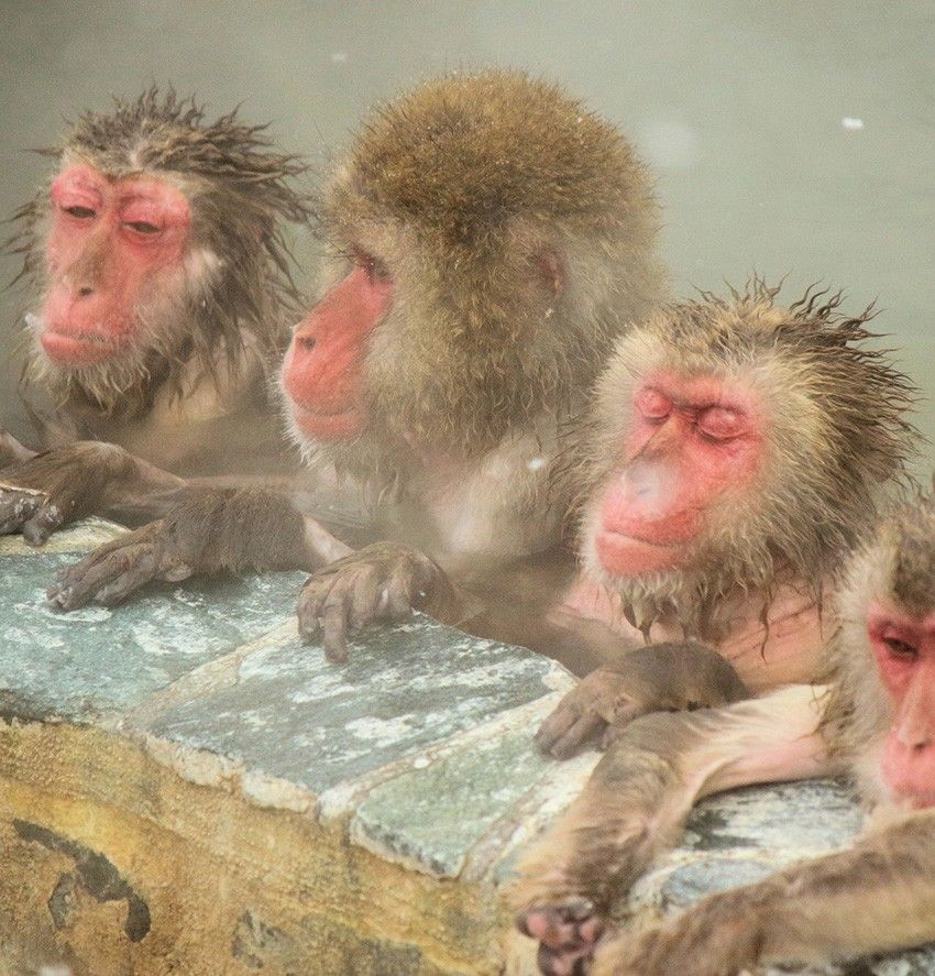 ニホンザルが着想源。「アシックスの新作スニーカーが秀作」と言わザルを得ない出来栄え - 5枚目の画像