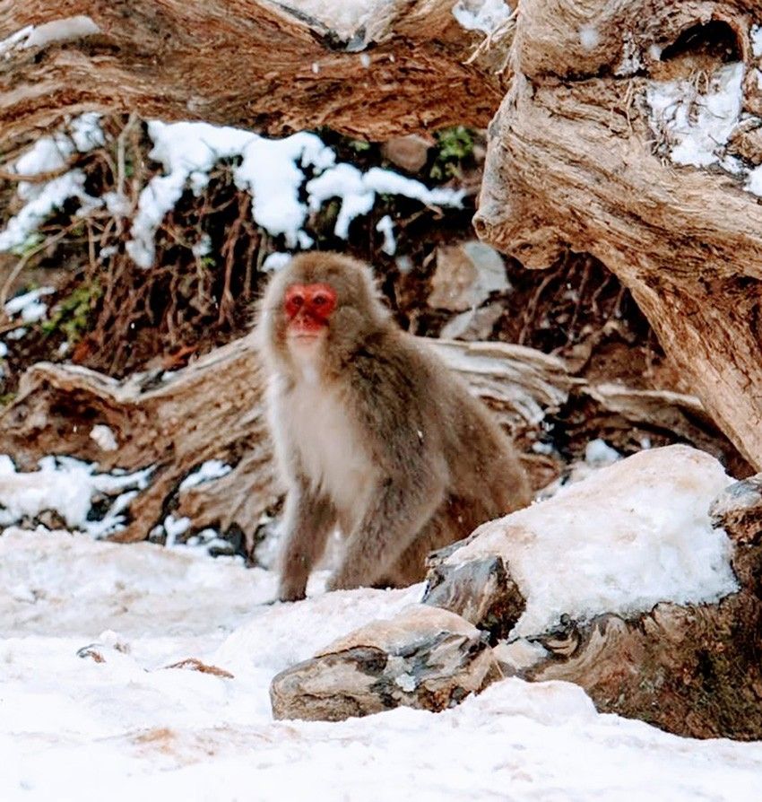 ニホンザルが着想源。「アシックスの新作スニーカーが秀作」と言わザルを得ない出来栄え - 6枚目の画像