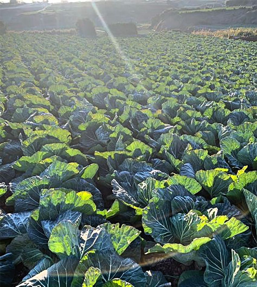 SIXPAD HOME GYMの“腹筋バキバキ看板娘”は、キャベツとスイカの農家で生まれ育った - 5枚目の画像