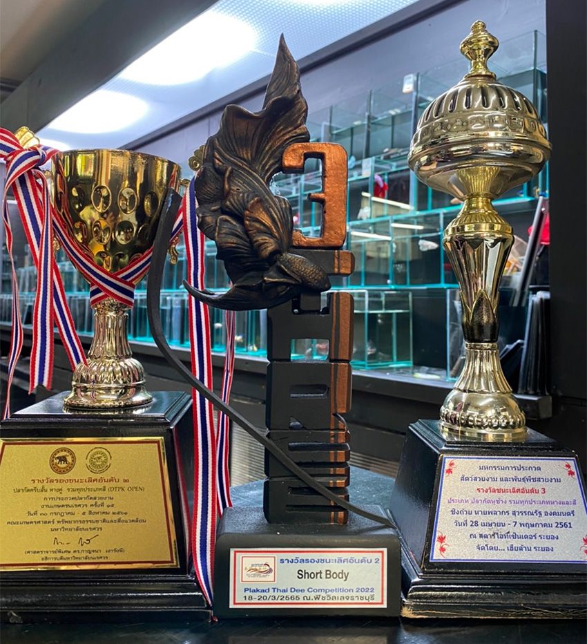 ショーベタ専門店「よこはま金魚」で働く看板娘は、魚への愛が満ち満ちていた - 20枚目の画像