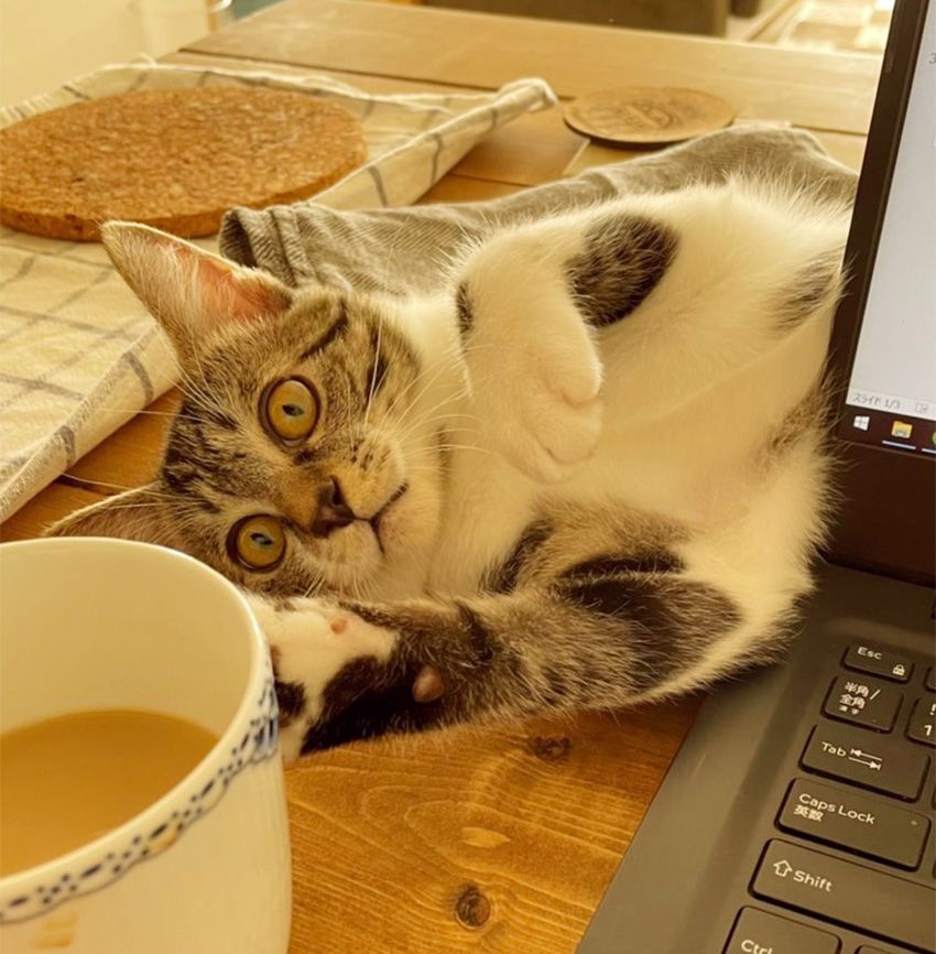 『美的』のベストコスメにも選ばれた「haru」をPRする看板娘は、猫に癒やされていた - 19枚目の画像