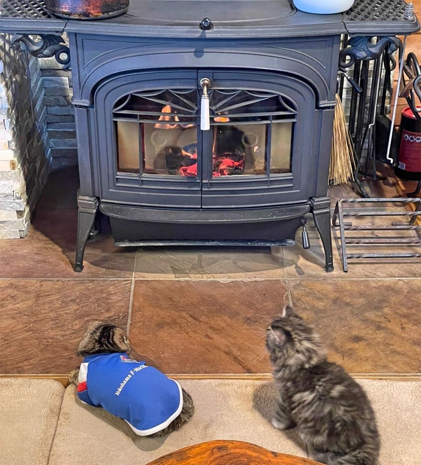 『美的』のベストコスメにも選ばれた「haru」をPRする看板娘は、猫に癒やされていた - 11枚目の画像