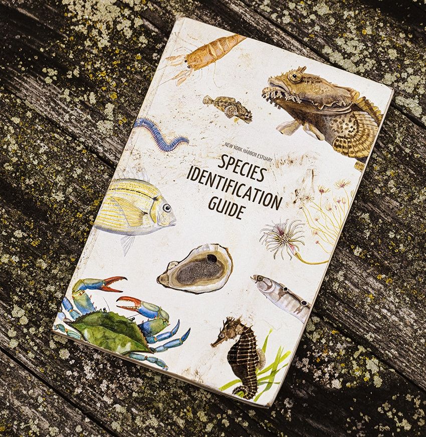 10億個の牡蠣をニューヨーク湾に取り戻す！「オリス」が限定モデルをリリースした理由 - 11枚目の画像