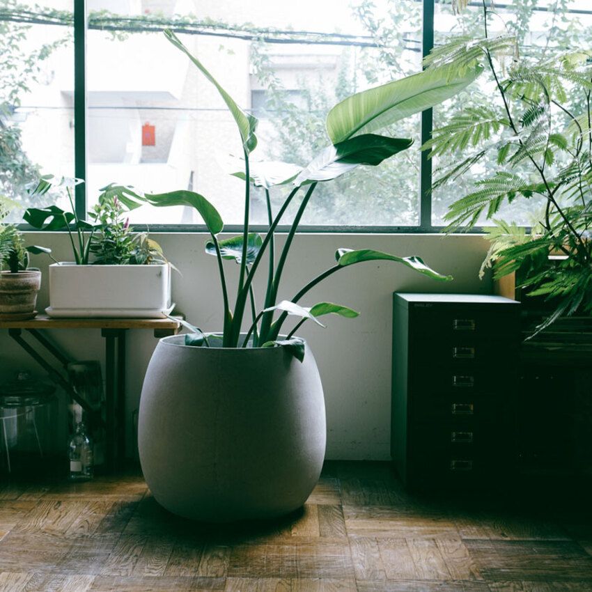 コルビュジエ、アアルトが愛用した資材の魅力。観葉植物や家庭菜園が楽しくなる「スイスパール」社のプランター - 29枚目の画像