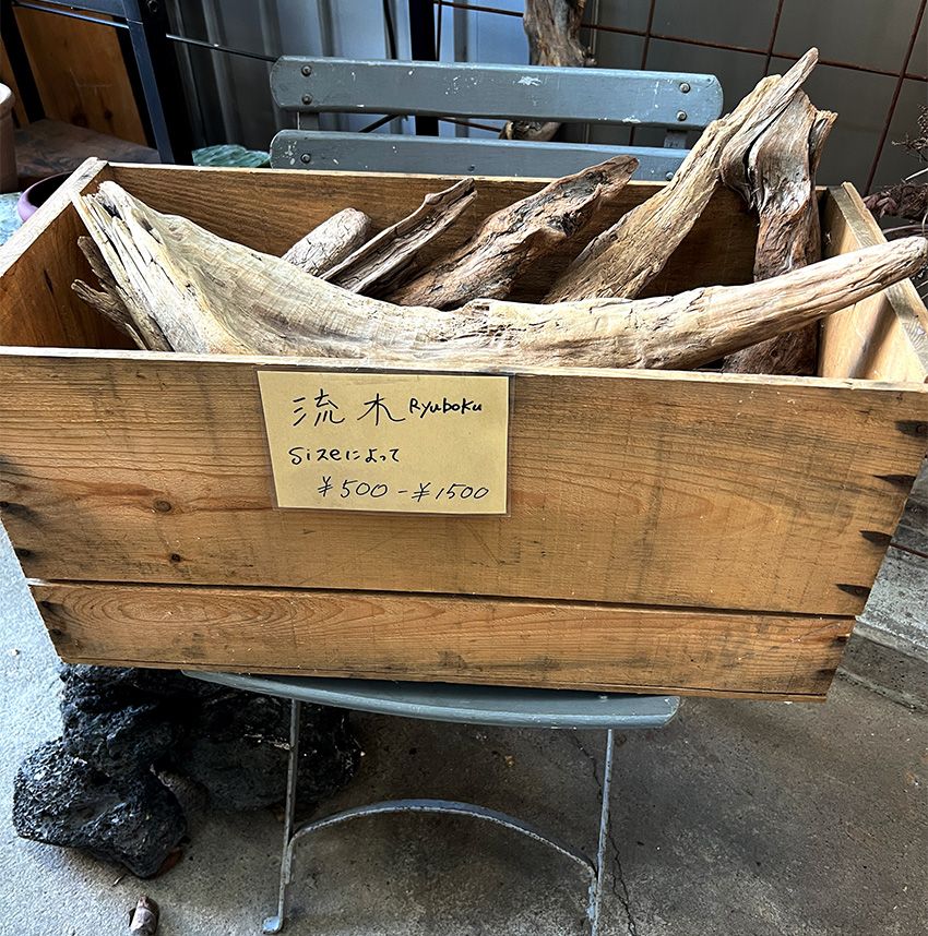 牛舎をリノベした古着屋で働く美大卒の看板娘が、サボテンに魅了されていた - 19枚目の画像