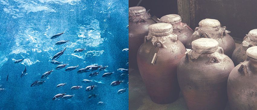 “奇跡の藻”から生まれたスーパーフード「Umamo」。DHAが青魚の約10倍取れるらしいぞ！ - 7枚目の画像