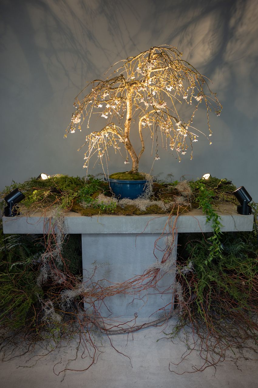 花の志村大介×盆栽の小島鉄平。「サンゾウ トーキョー」で異色のエキシビション開催！ - 5枚目の画像