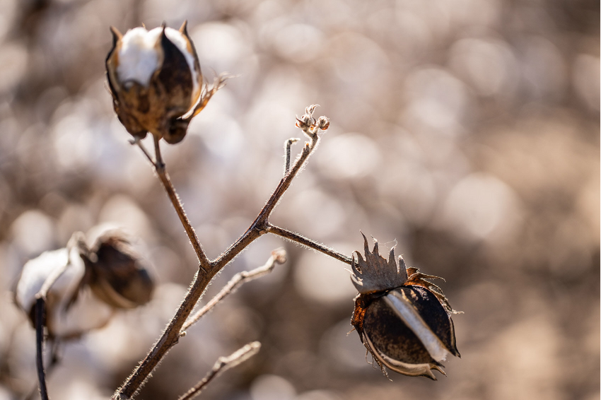 知れば知るほど好きになる！ 「パタゴニア」の“コットン”に秘められた価値 - 1枚目の画像