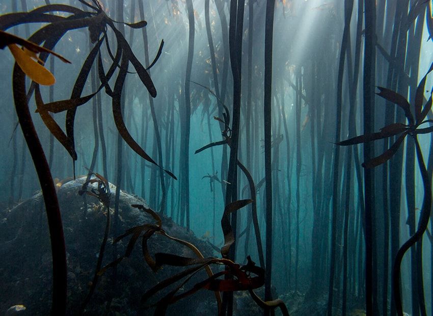 六本木に大自然のBARが出現！ 限定「タリスカー」も味わえる特別な3日間 - 13枚目の画像