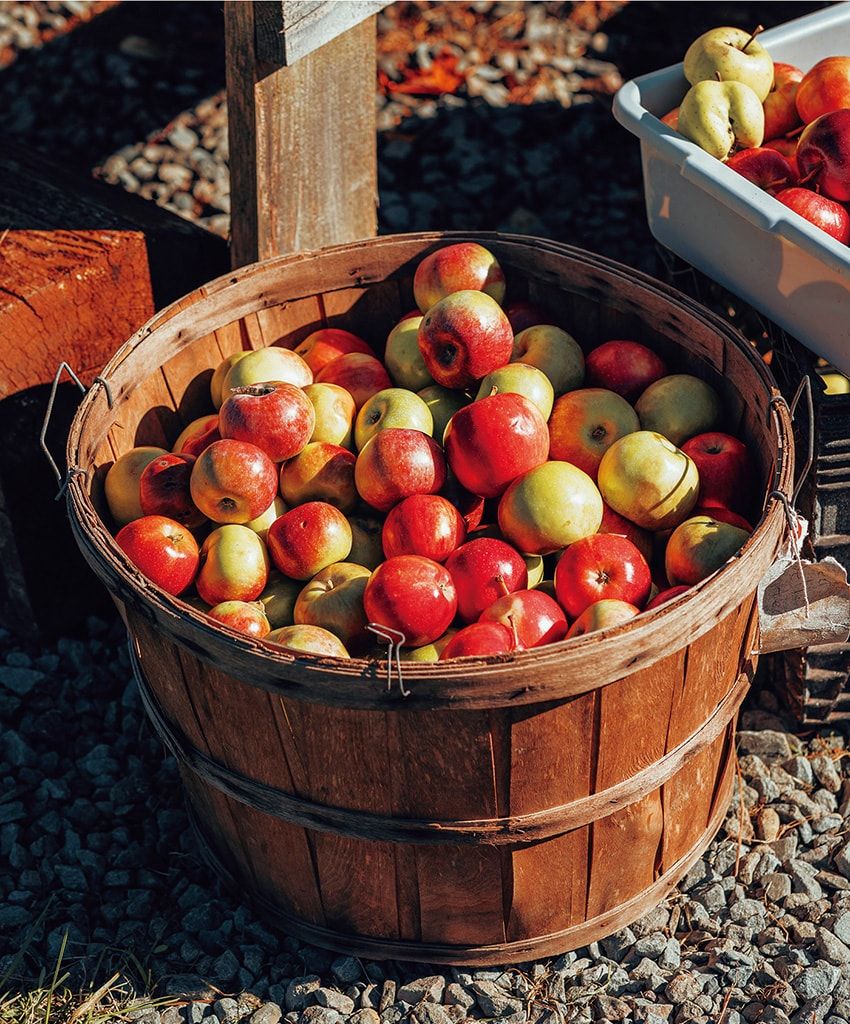 スニーカー好きに捧ぐ“リンゴ”由来の新作。「クレイ」が遂げたサステナブルな進化 - 1枚目の画像