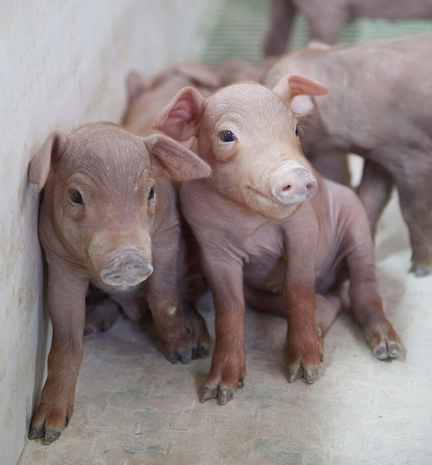 純血統のイベリコ豚はわずか2%だった！プロに聞いた「本場の生ハム」の真実 - 20枚目の画像